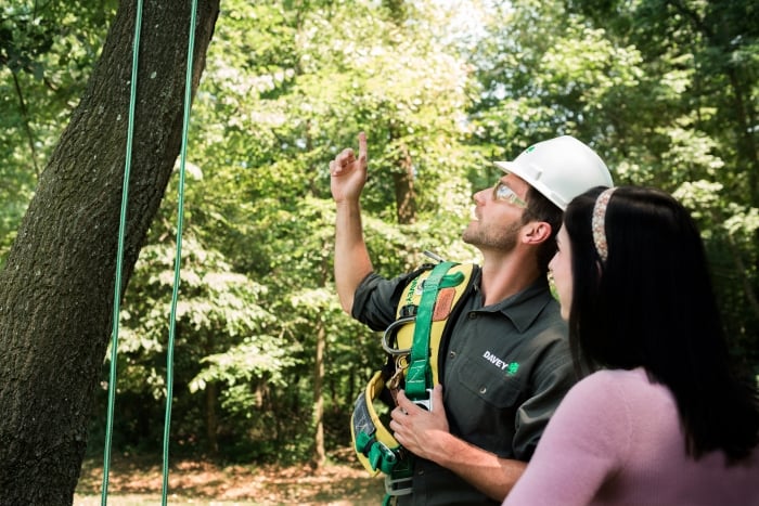 tree service professional pointing to tree with customer